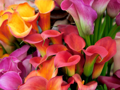 Highlighted image: De Calla vakbijeenkomst